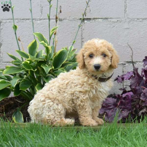 Muffin, Bich-Poo Puppy