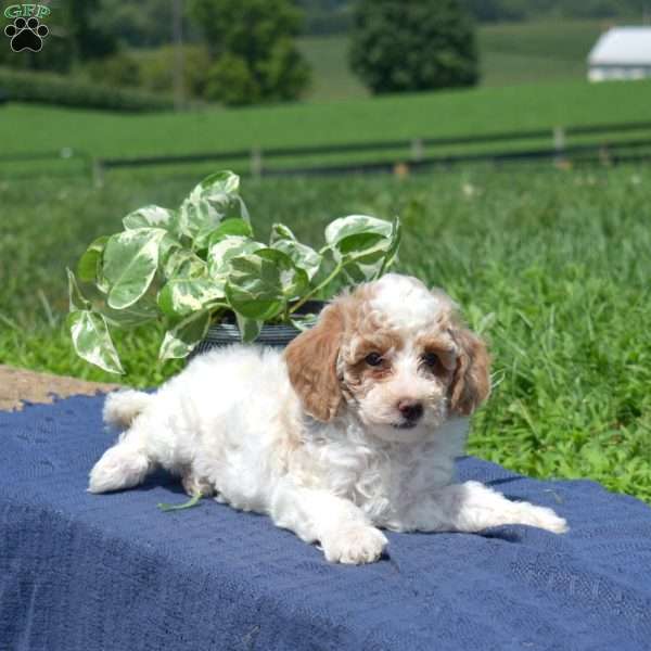 Muffin, Mini Goldendoodle Puppy