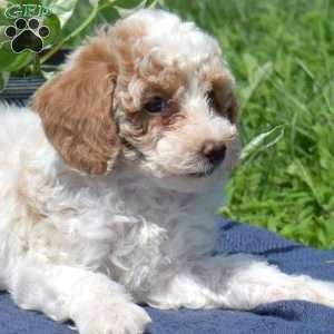 Muffin, Mini Goldendoodle Puppy
