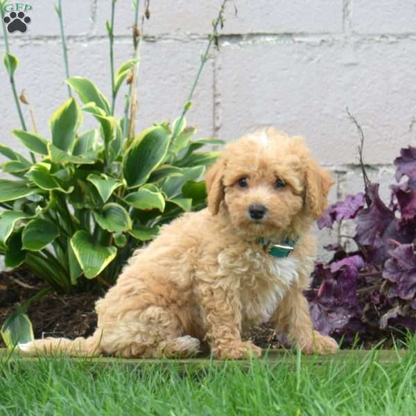 Mylo, Bich-Poo Puppy