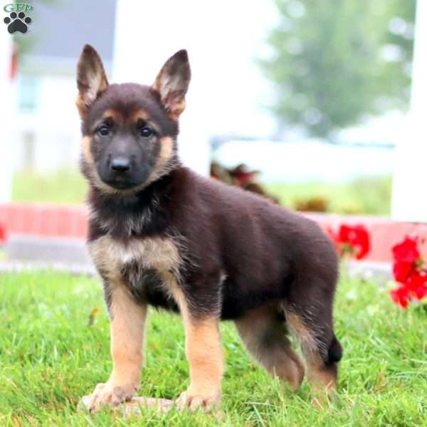 Mystic, German Shepherd Puppy