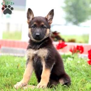 Mystic, German Shepherd Puppy