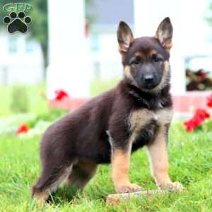 Mystic, German Shepherd Puppy