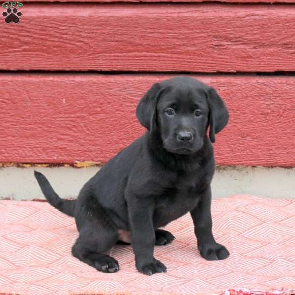 Nacho, Black Labrador Retriever Puppy
