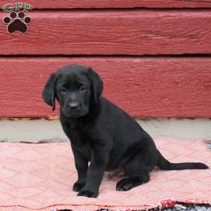 Nacho, Black Labrador Retriever Puppy