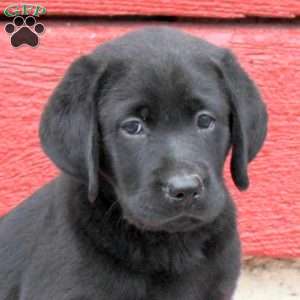 Nacho, Black Labrador Retriever Puppy