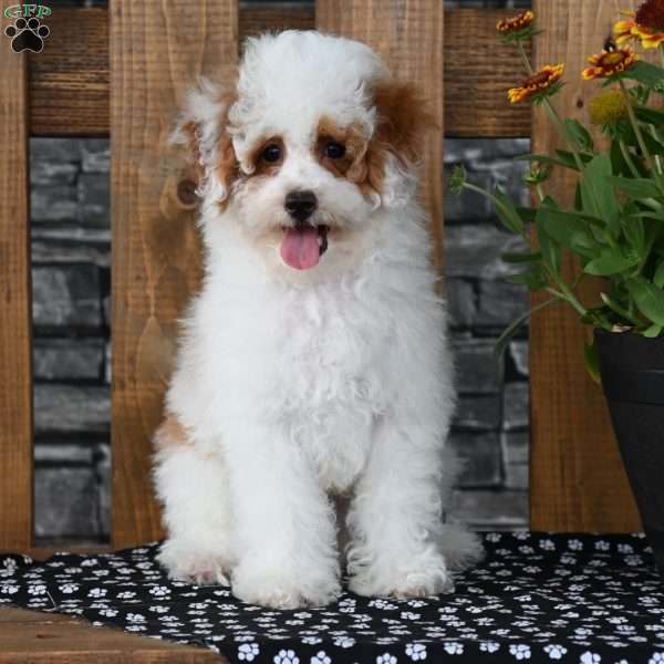 Nacho, Miniature Poodle Puppy