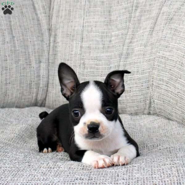 Nala, Boston Terrier Puppy