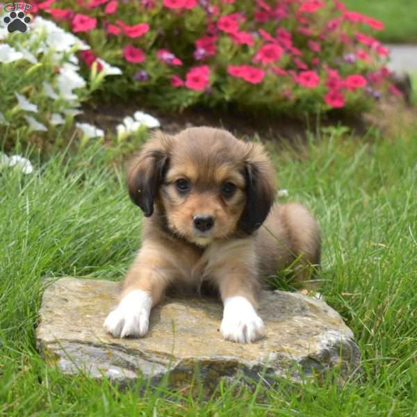 Nala, Cavalier King Charles Mix Puppy