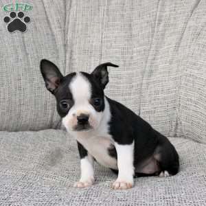 Nala, Boston Terrier Puppy