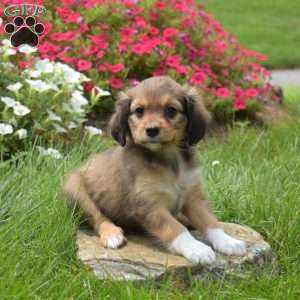 Nala, Cavalier King Charles Mix Puppy