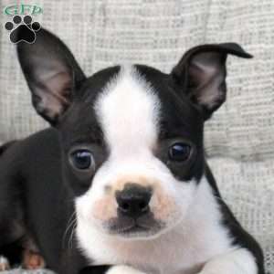 Nala, Boston Terrier Puppy