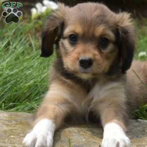 Nala, Cavalier King Charles Mix Puppy