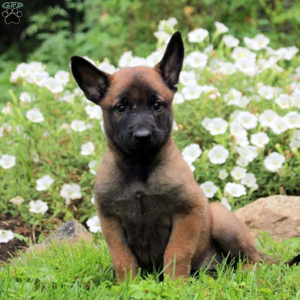 Naomi, Belgian Malinois Puppy