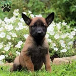 Naomi, Belgian Malinois Puppy