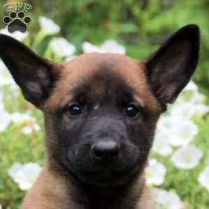 Naomi, Belgian Malinois Puppy