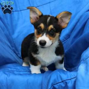 Randy, Pembroke Welsh Corgi Puppy