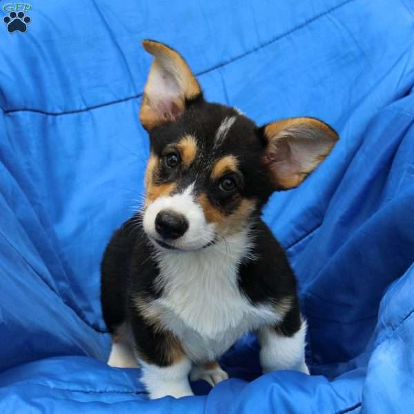 Randy, Pembroke Welsh Corgi Puppy