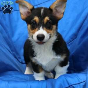 Randy, Pembroke Welsh Corgi Puppy