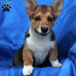 Rusty, Pembroke Welsh Corgi Puppy