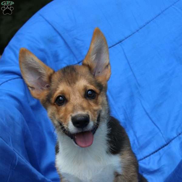 Rusty, Pembroke Welsh Corgi Puppy