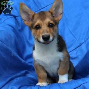 Rusty, Pembroke Welsh Corgi Puppy