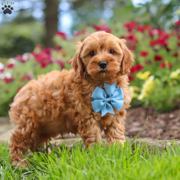 Nash, Cavapoo Puppy