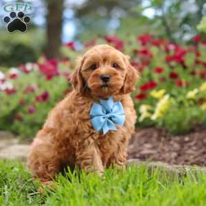 Nash, Cavapoo Puppy