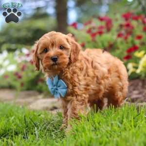 Nash, Cavapoo Puppy