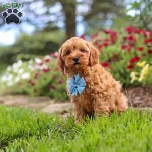 Nash, Cavapoo Puppy