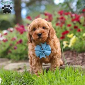 Nash, Cavapoo Puppy