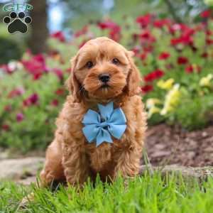 Nash, Cavapoo Puppy
