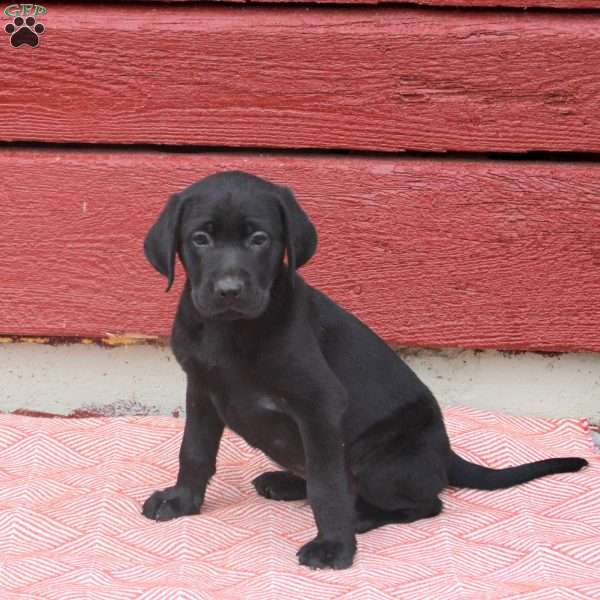Nash, Black Labrador Retriever Puppy