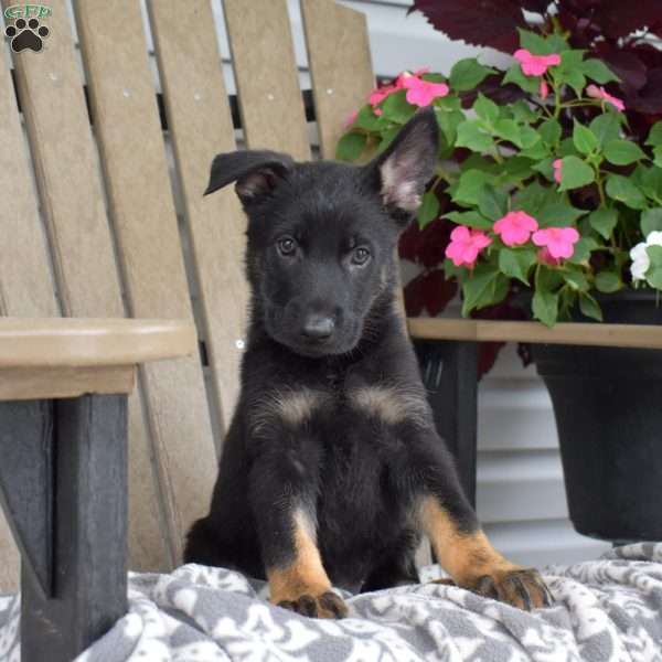 Nash, German Shepherd Puppy