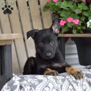 Nash, German Shepherd Puppy