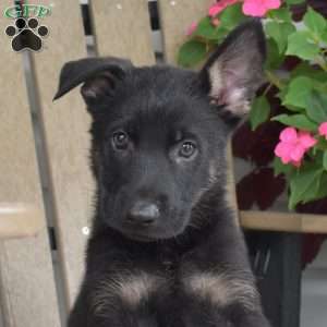Nash, German Shepherd Puppy