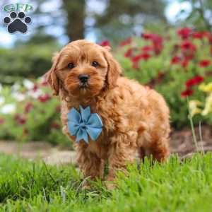 Nash, Cavapoo Puppy