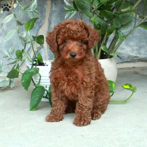 Natalie, Toy Poodle Puppy