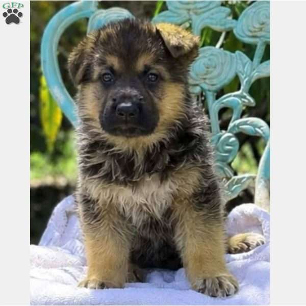 Natalie, German Shepherd Puppy