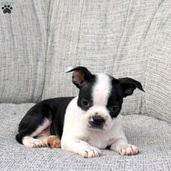 Natasha, Boston Terrier Puppy
