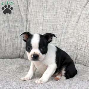 Natasha, Boston Terrier Puppy