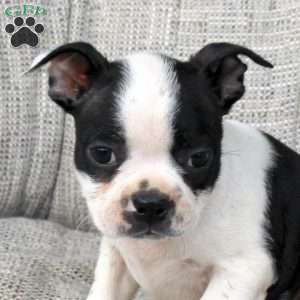 Natasha, Boston Terrier Puppy