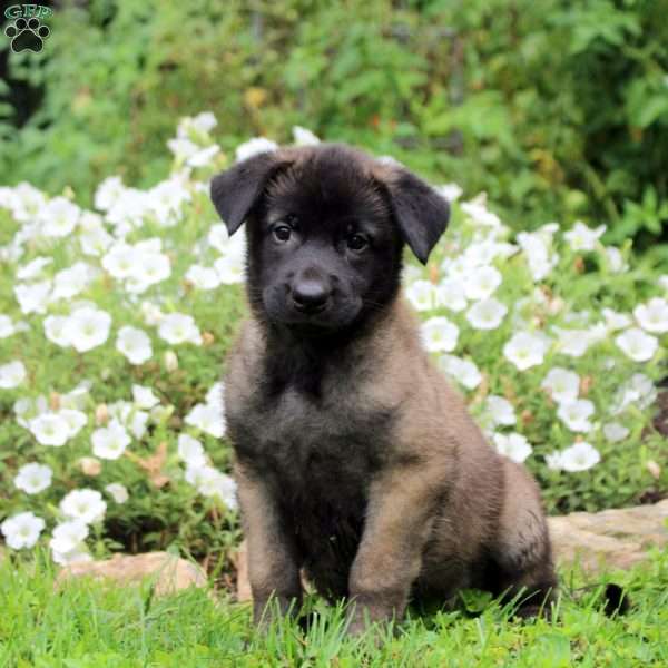 Nate, Belgian Malinois Puppy