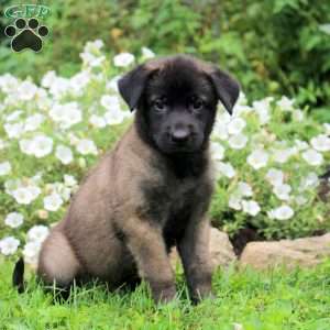 Nate, Belgian Malinois Puppy