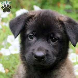 Nate, Belgian Malinois Puppy