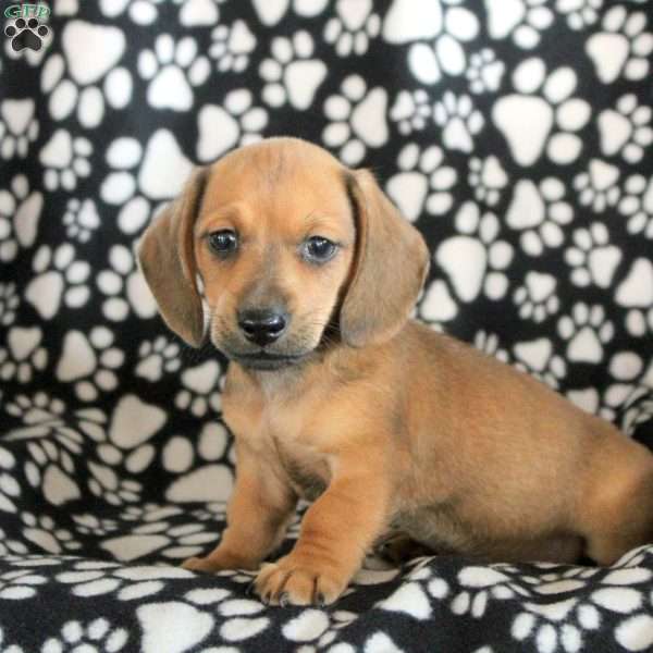 Ned, Dachshund Puppy