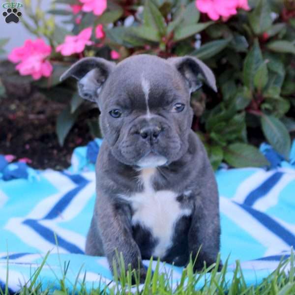 Ned, Frenchton Puppy