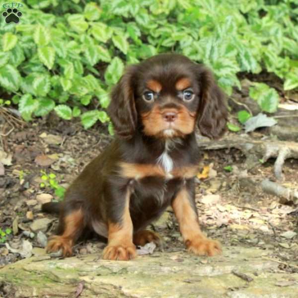 Ned, Cavalier King Charles Spaniel Puppy