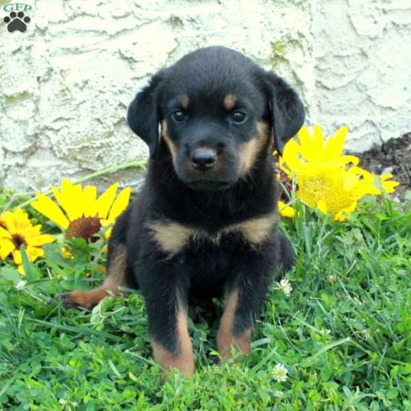 Ned, Rottweiler Puppy
