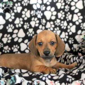 Ned, Dachshund Puppy